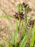 Cyperus fuscus. Верхушка побега с соцветием и листья, облепленные песчинками. Псковская обл., Гдовский р-н, окр. дер. Спицино; берег Чудского оз., низменный песчаный пляж перед зарослями тростника и камышей. 19.08.2019.