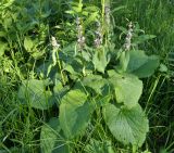 Phlomoides alpina. Цветущее растение. Алтайский край, Чарышский р-н, верховья руч. Большой Тигирек. 16 июля 2010 г.
