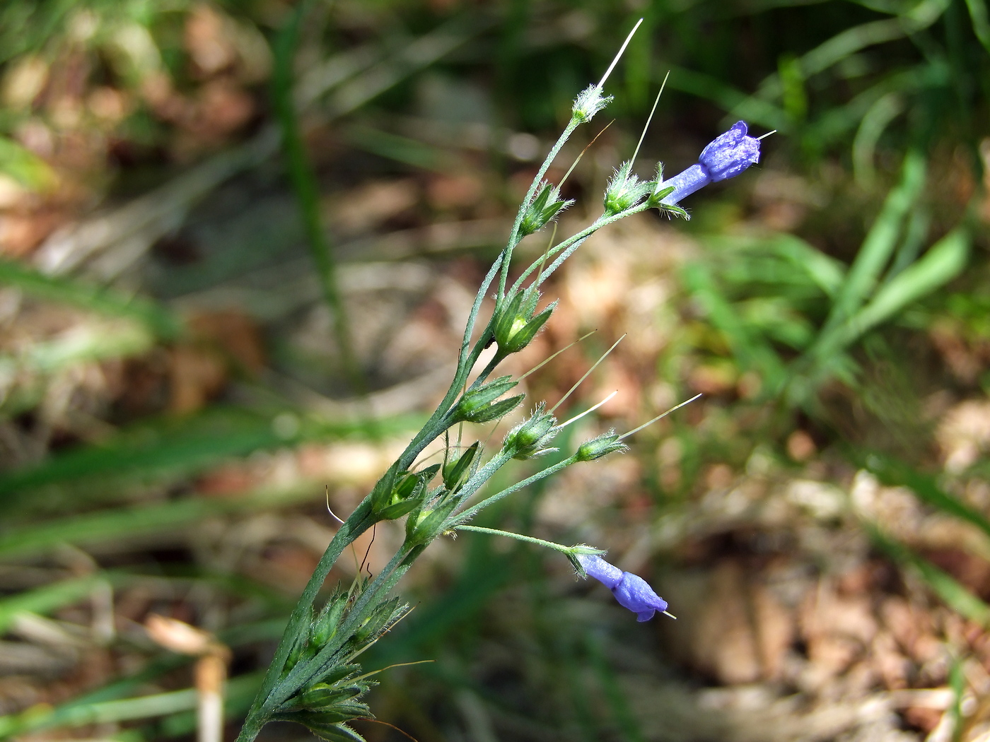 Изображение особи Mertensia pubescens.