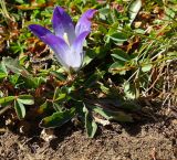 Campanula biebersteiniana