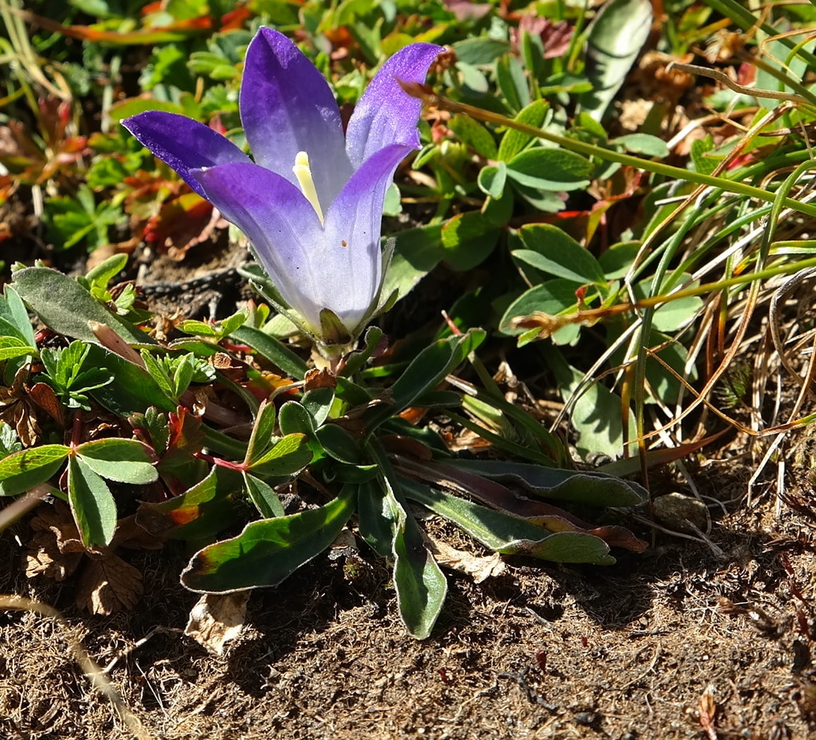 Image of Campanula biebersteiniana specimen.