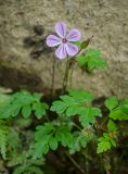 Geranium robertianum. Верхушка цветущего и плодоносящего растения. Краснодарский край, МО город-курорт Сочи, Адлерский р-н, Краснополянский поселковый округ, южный склон хр. Аибга, долина р. Менделиха, 1470 м н.у.м. 5 октября 2019 г.