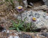 Erigeron eriocephalus