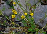 genus Ranunculus