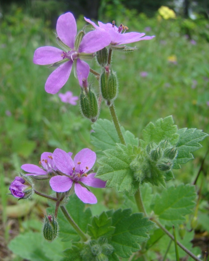 Изображение особи Erodium malacoides.