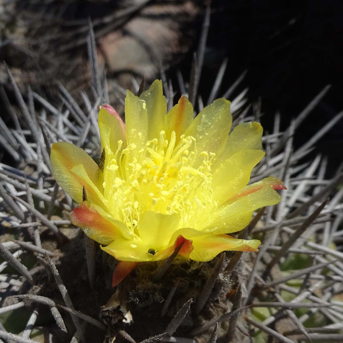 Изображение особи Copiapoa echinoides.