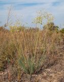 Euphorbia seguieriana