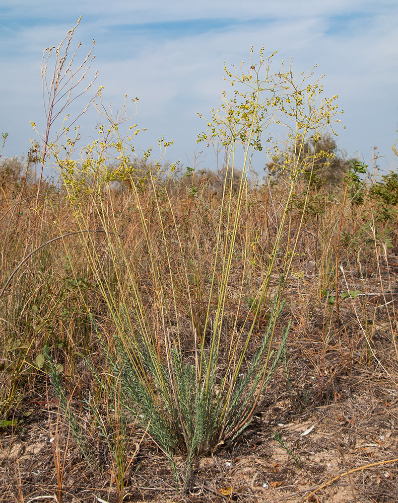 Image of Euphorbia seguieriana specimen.