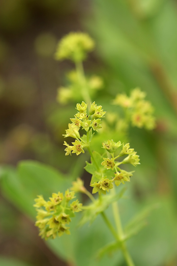 Изображение особи род Alchemilla.