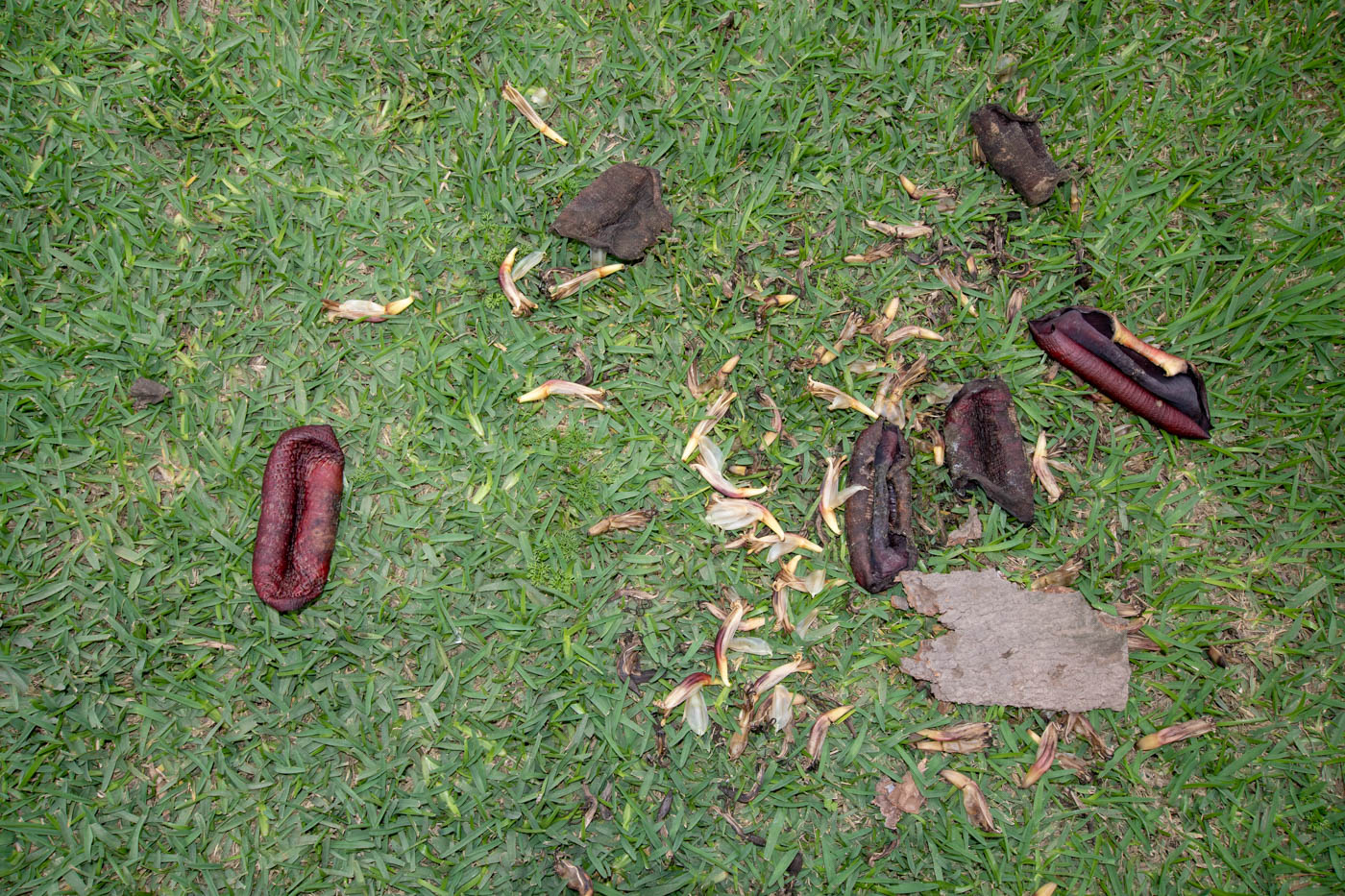 Image of Musa × paradisiaca specimen.