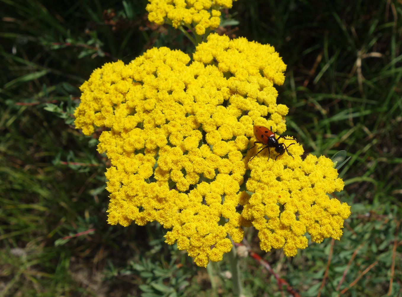 Изображение особи Handelia trichophylla.