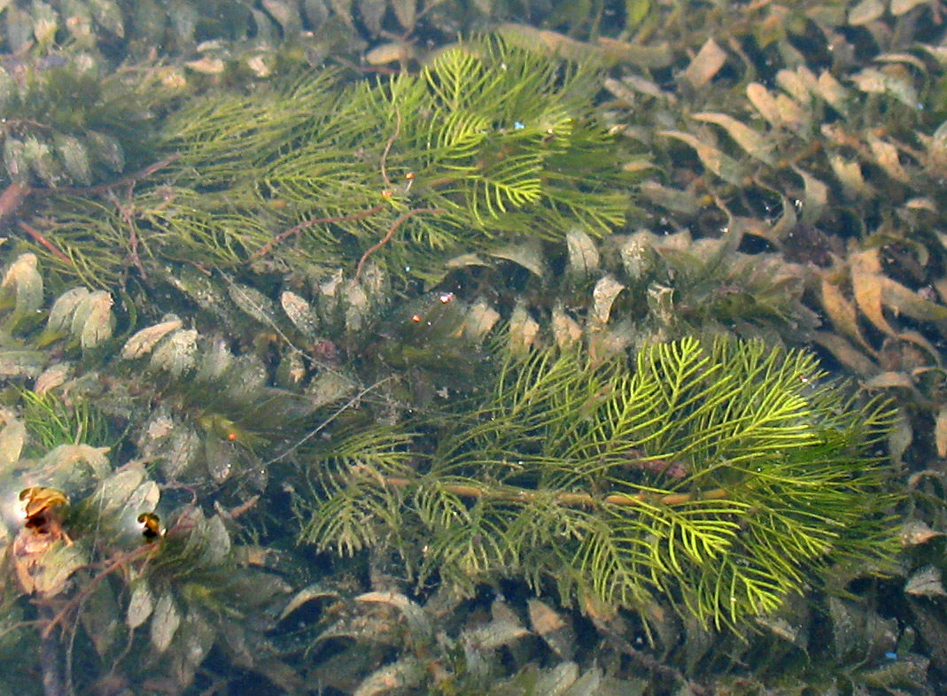 Image of Myriophyllum sibiricum specimen.