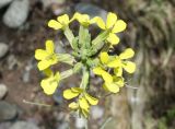 Erysimum canescens