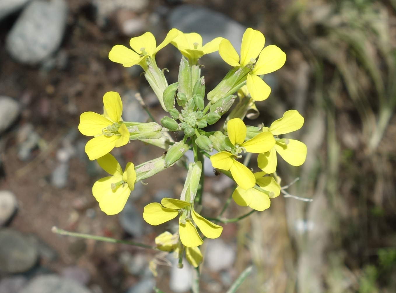 Изображение особи Erysimum canescens.