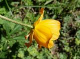 Trollius altaicus. Цветок. Кыргызстан, Чуйская обл., Аламудунский р-н, Ала-Арчинское ущелье, северная часть нац. парка, предгорный луг. 27.05.2019.