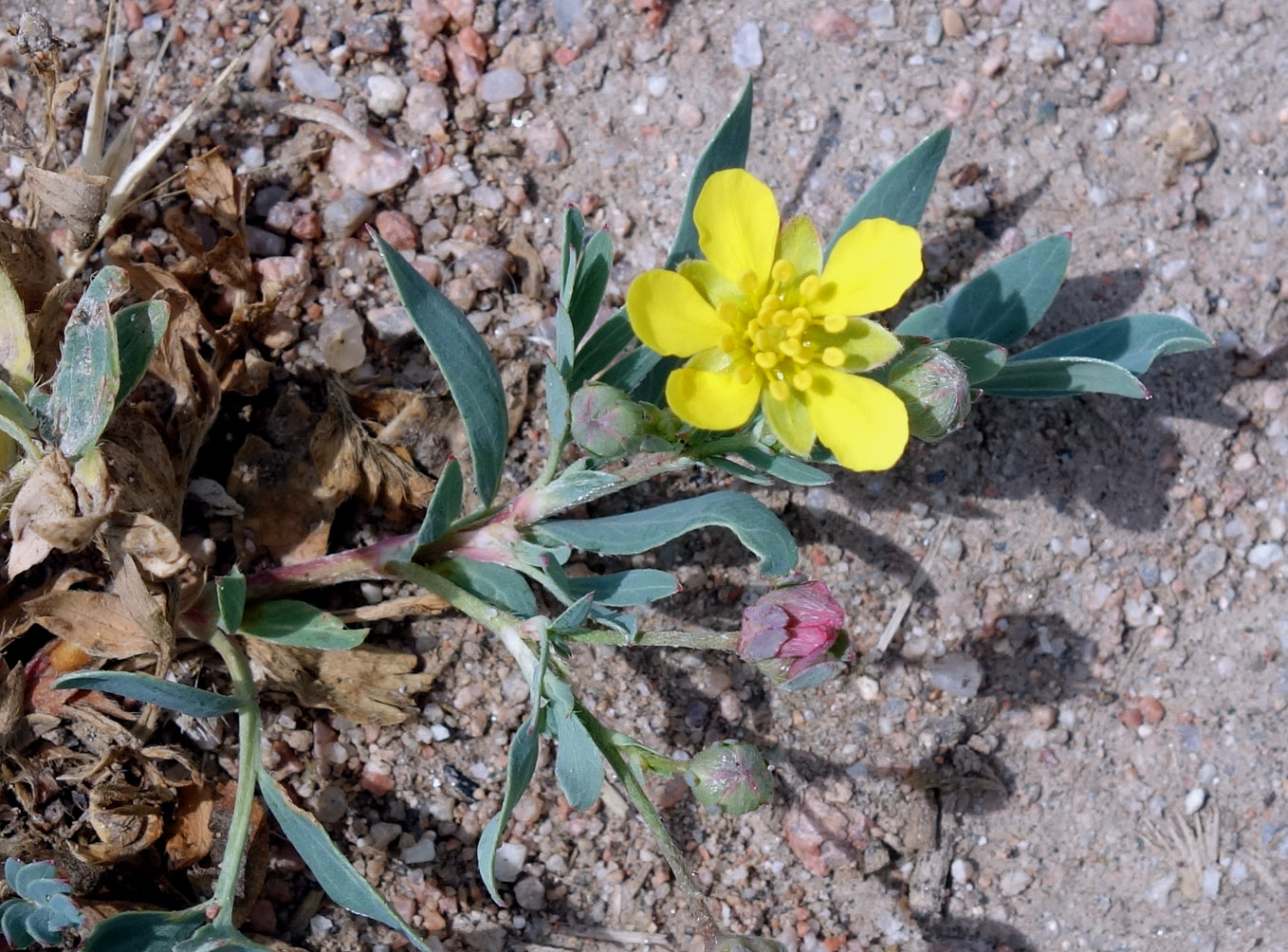 Image of Potentilla orientalis specimen.