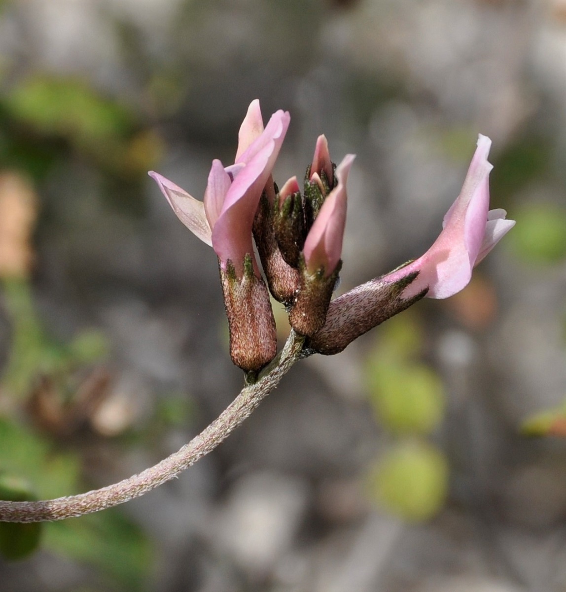 Image of Astragalus cyprius specimen.