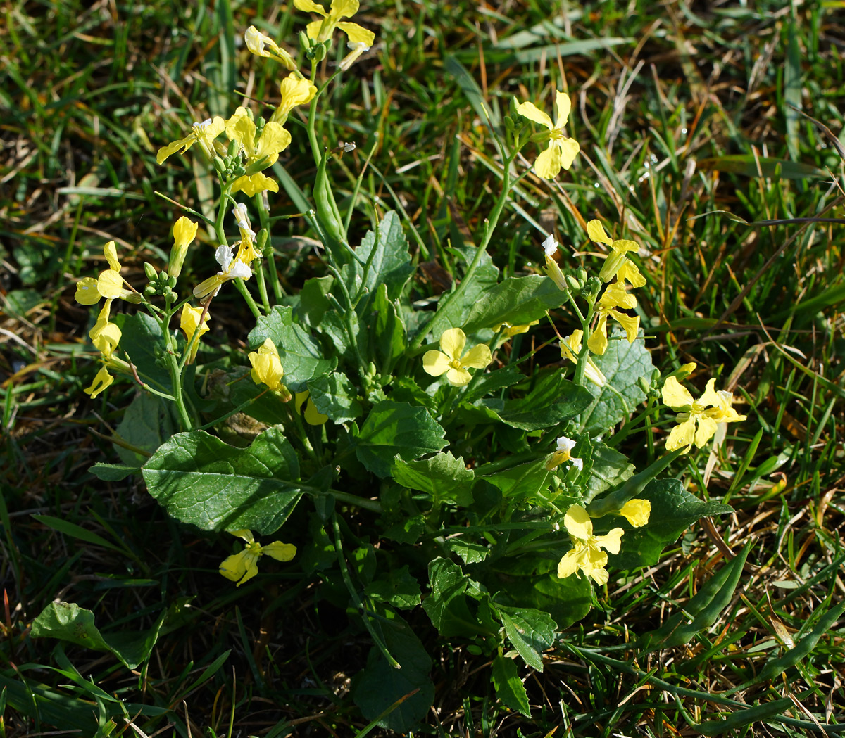 Изображение особи Raphanus raphanistrum.