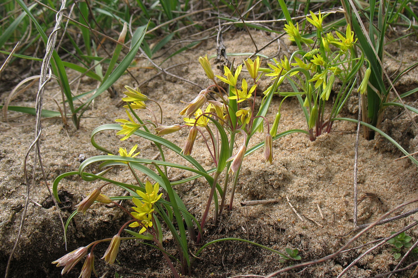 Image of Gagea erubescens specimen.