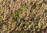 Calluna vulgaris. Части веточек с плодами. Карелия, Муезерский р-н, гора Воттоваара, каменистая зарастающая гарь. 25.09.2019.