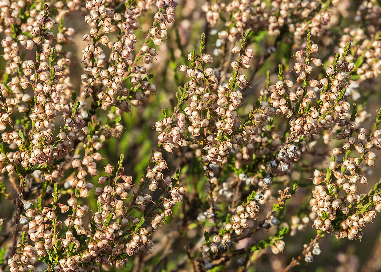 Image of Calluna vulgaris specimen.