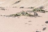 Welwitschia mirabilis