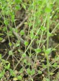 Arenaria serpyllifolia