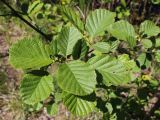 Alnus glutinosa. Верхушка ветви с молодыми листьями. Беларусь, г. Минск, парк-болото \"Серебряный лог\". 15.05.2020.