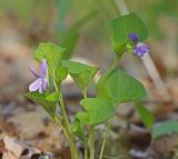 Viola brachysepala