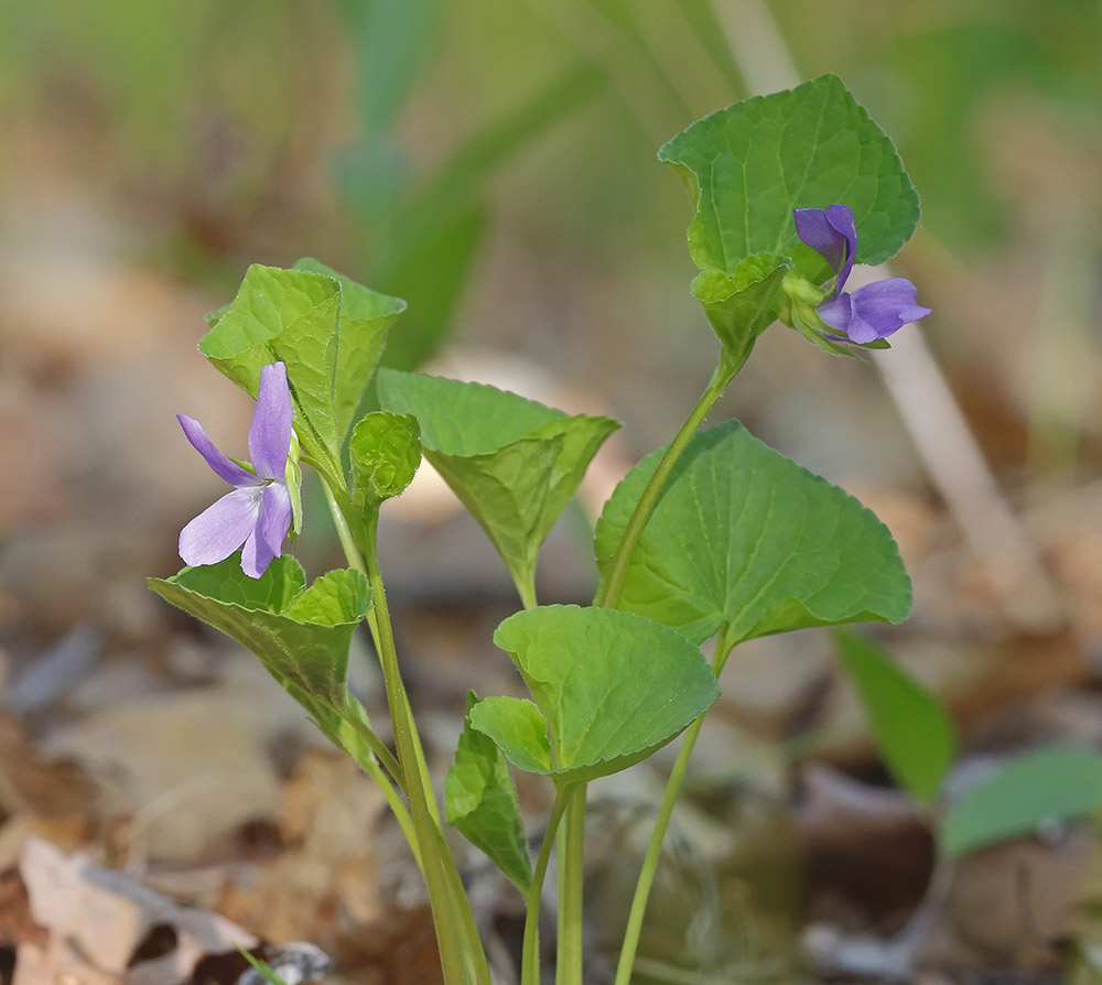 Image of Viola brachysepala specimen.