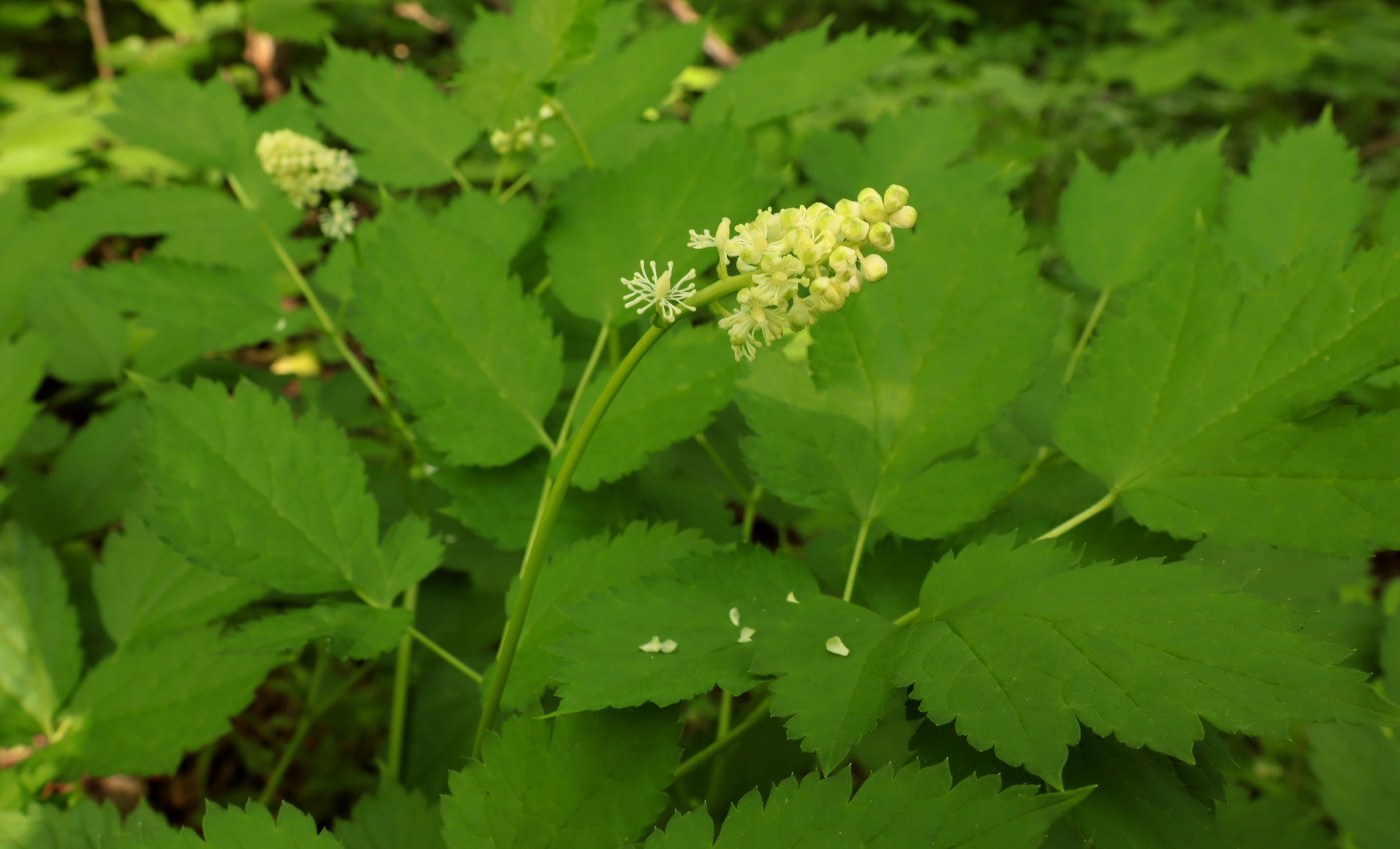 Image of Actaea spicata specimen.