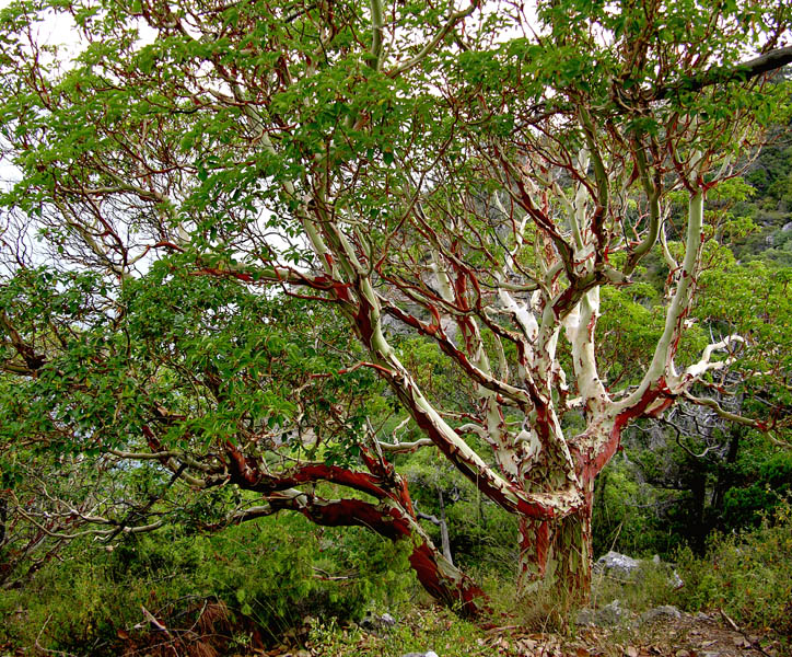 Image of Arbutus andrachne specimen.