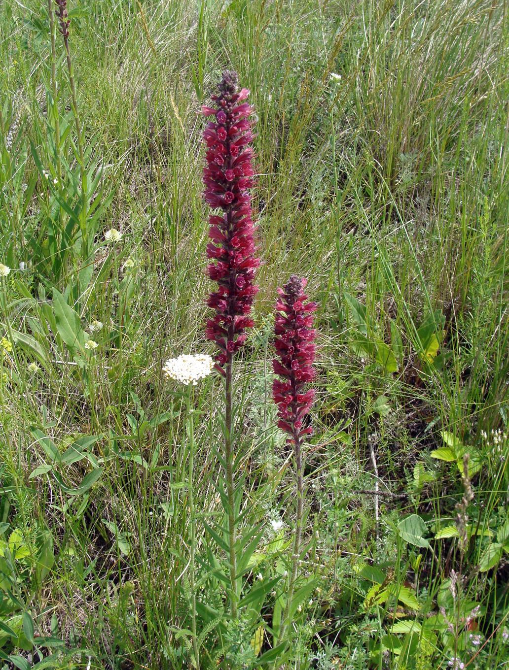 Image of Echium russicum specimen.