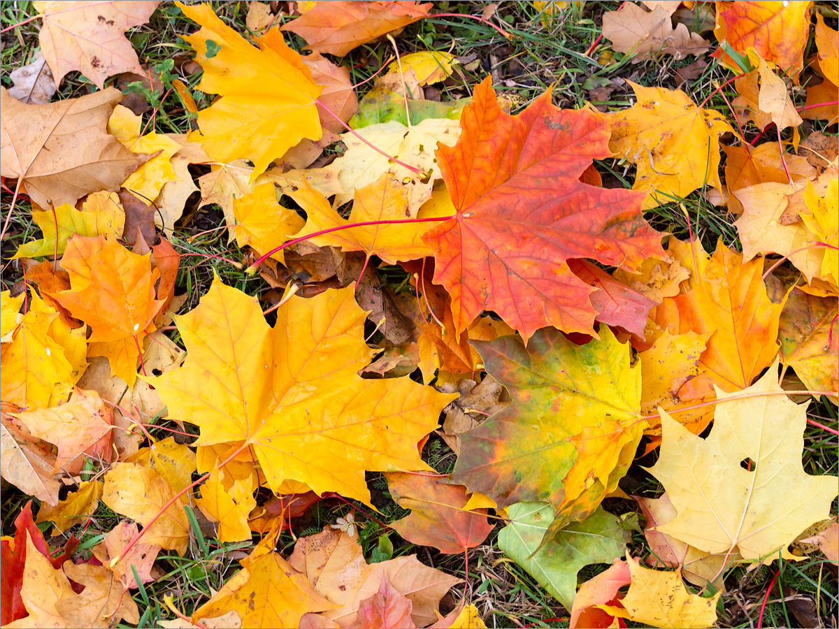 Image of Acer platanoides specimen.