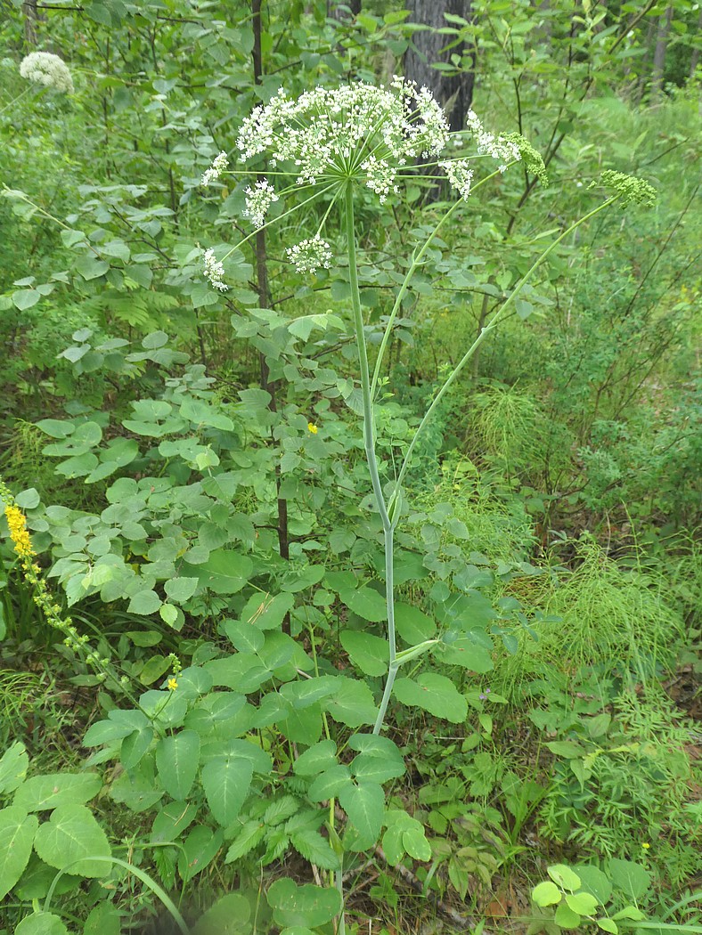 Изображение особи Laserpitium latifolium.