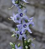 Campanula versicolor. Часть цветоноса. Греция, гора Олимп. 02.09.2010.