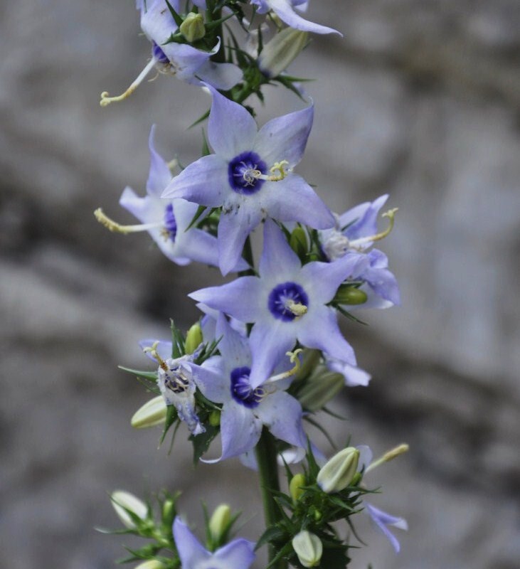 Изображение особи Campanula versicolor.