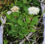 Spiraea betulifolia. Цветущее растение. Приморский край, Партизанский р-н, гора Ольховая, выс. 1620 м н.у.м., елово-каменноберёзовое редколесье на юго-восточном склоне. 29.07.2020.