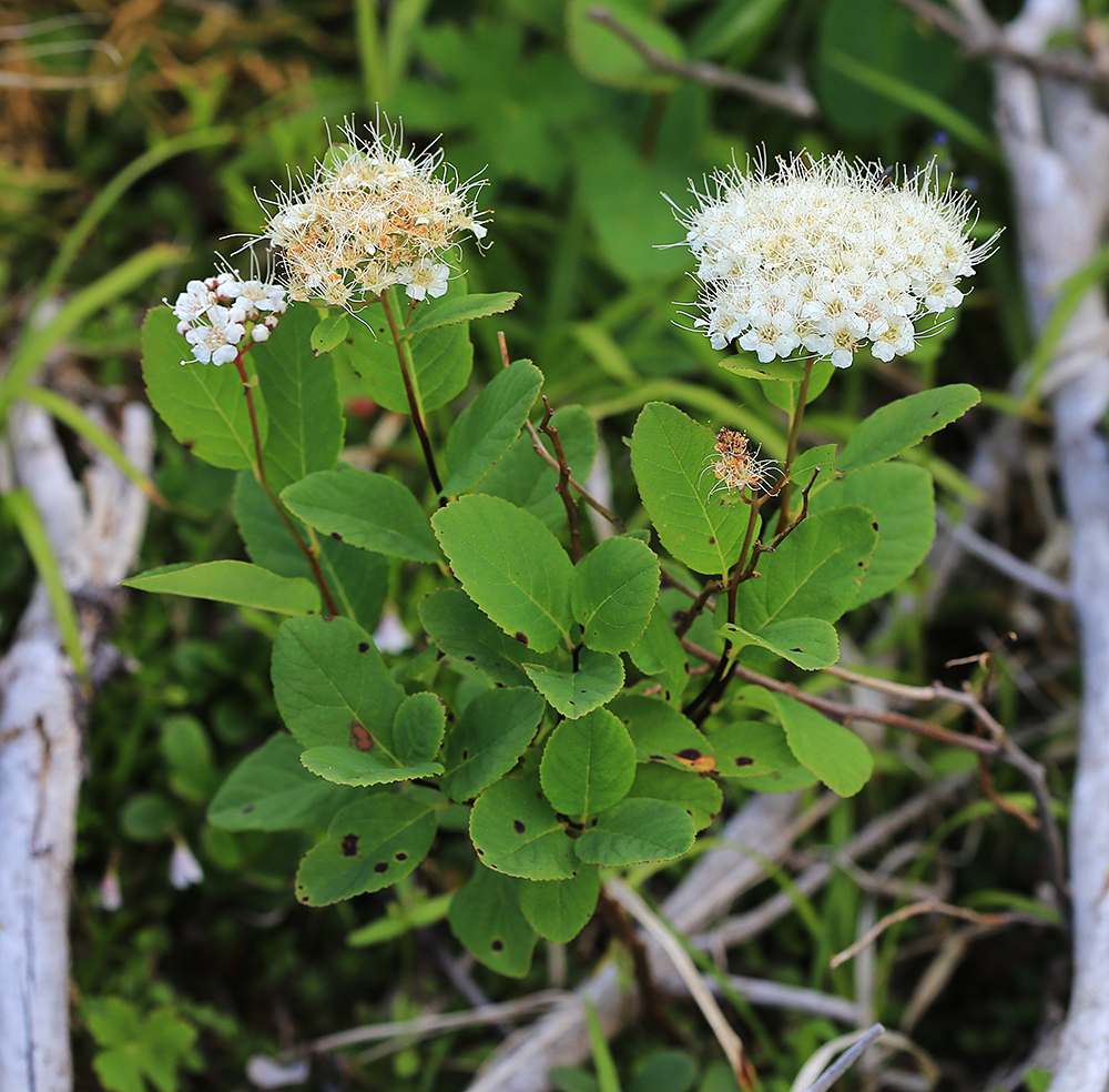 Image of Spiraea betulifolia specimen.