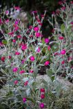 Lychnis coronaria