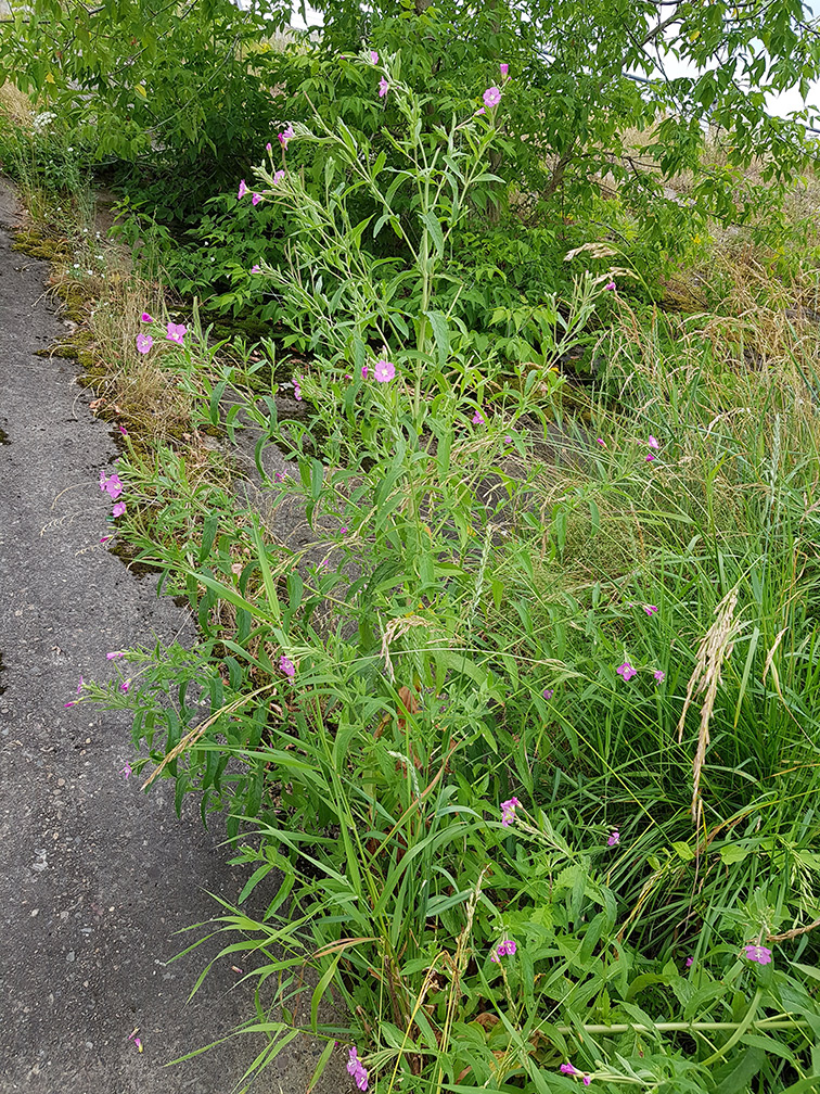 Изображение особи Epilobium hirsutum.