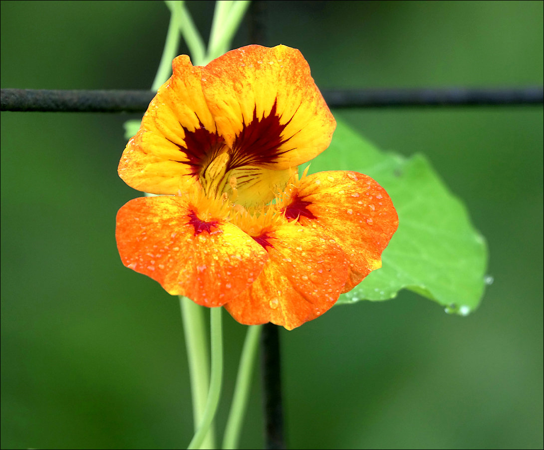 Image of Tropaeolum majus specimen.
