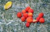 Rubus illecebrosus