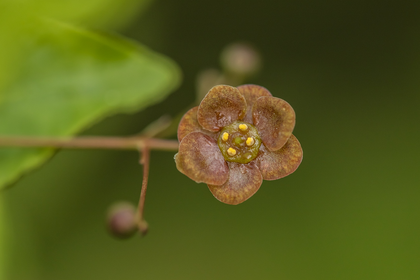 Изображение особи Euonymus verrucosus.