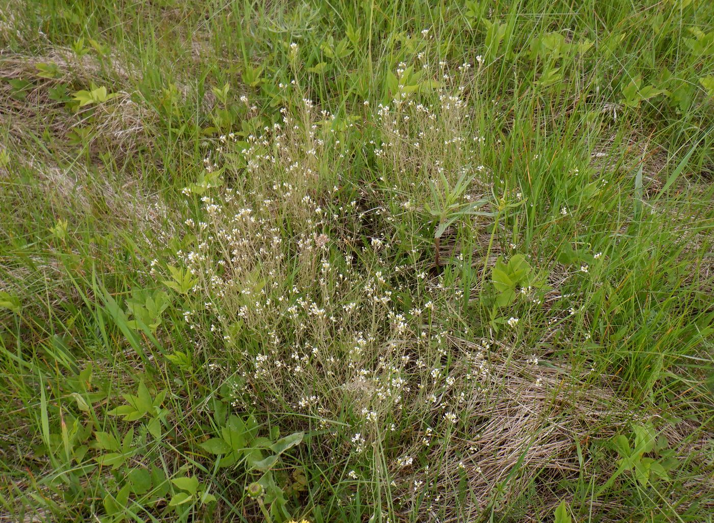 Изображение особи Arabidopsis thaliana.