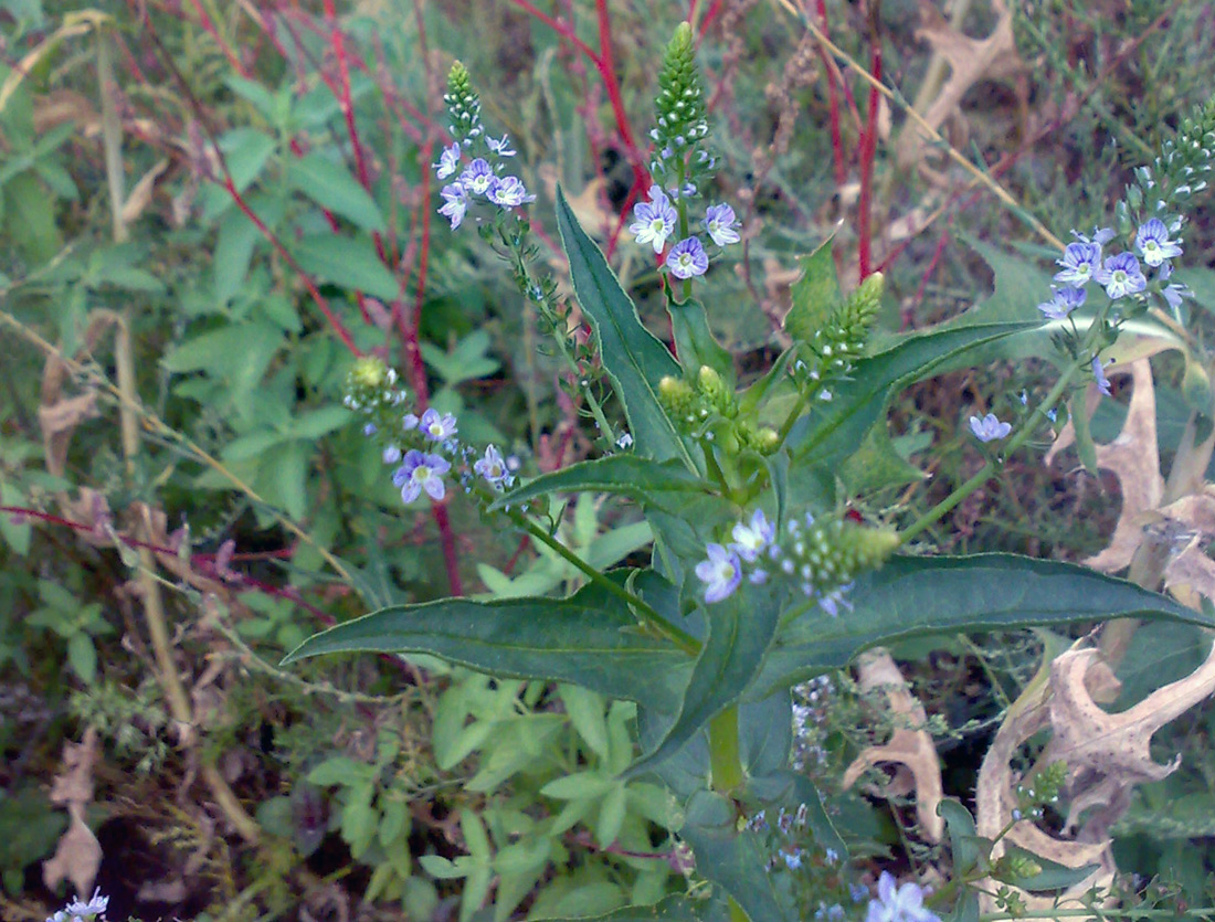 Image of Veronica oxycarpa specimen.