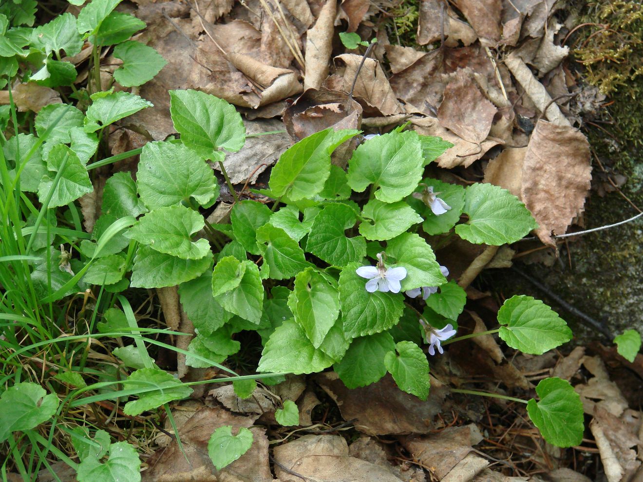 Image of Viola selkirkii specimen.