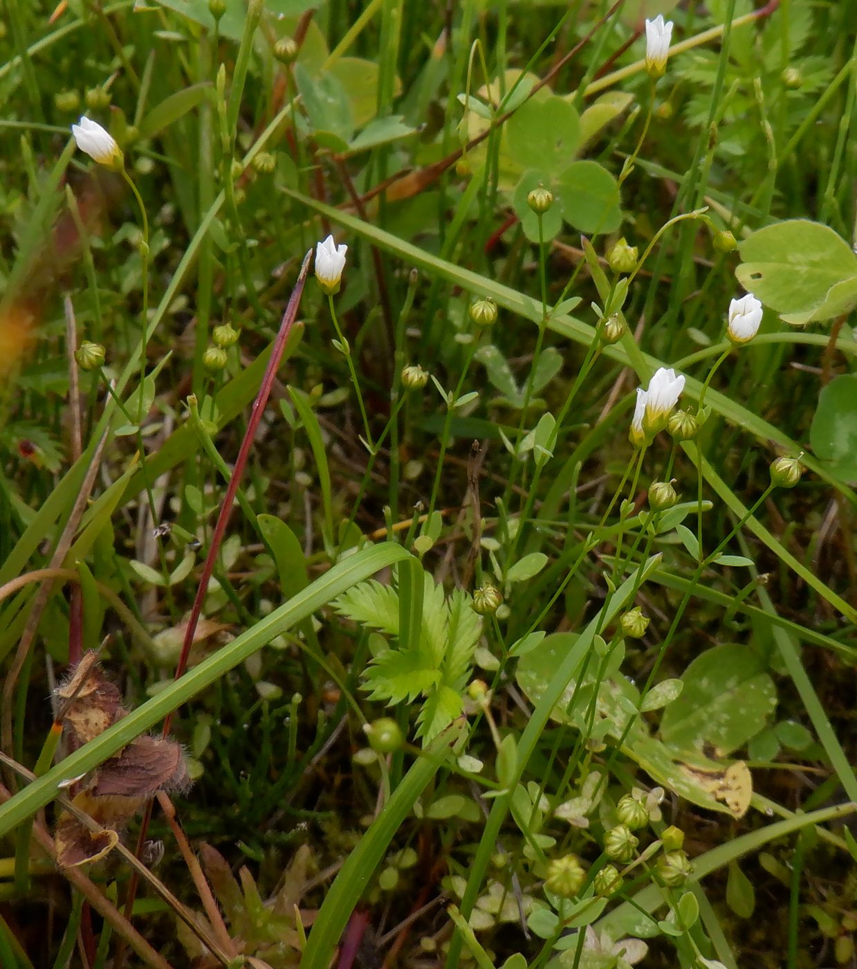 Изображение особи Linum catharticum.