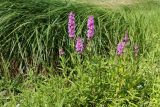 Lythrum salicaria. Цветущие растения в сообществе с Myosotis (мелкие светло-голубые цветки) и Carex acuta (на заднем плане). Псковская обл., Палкинский р-н, окр. дер. Шабаны, берег р. Великая, сырой луг на известняке. 12.08.2020.