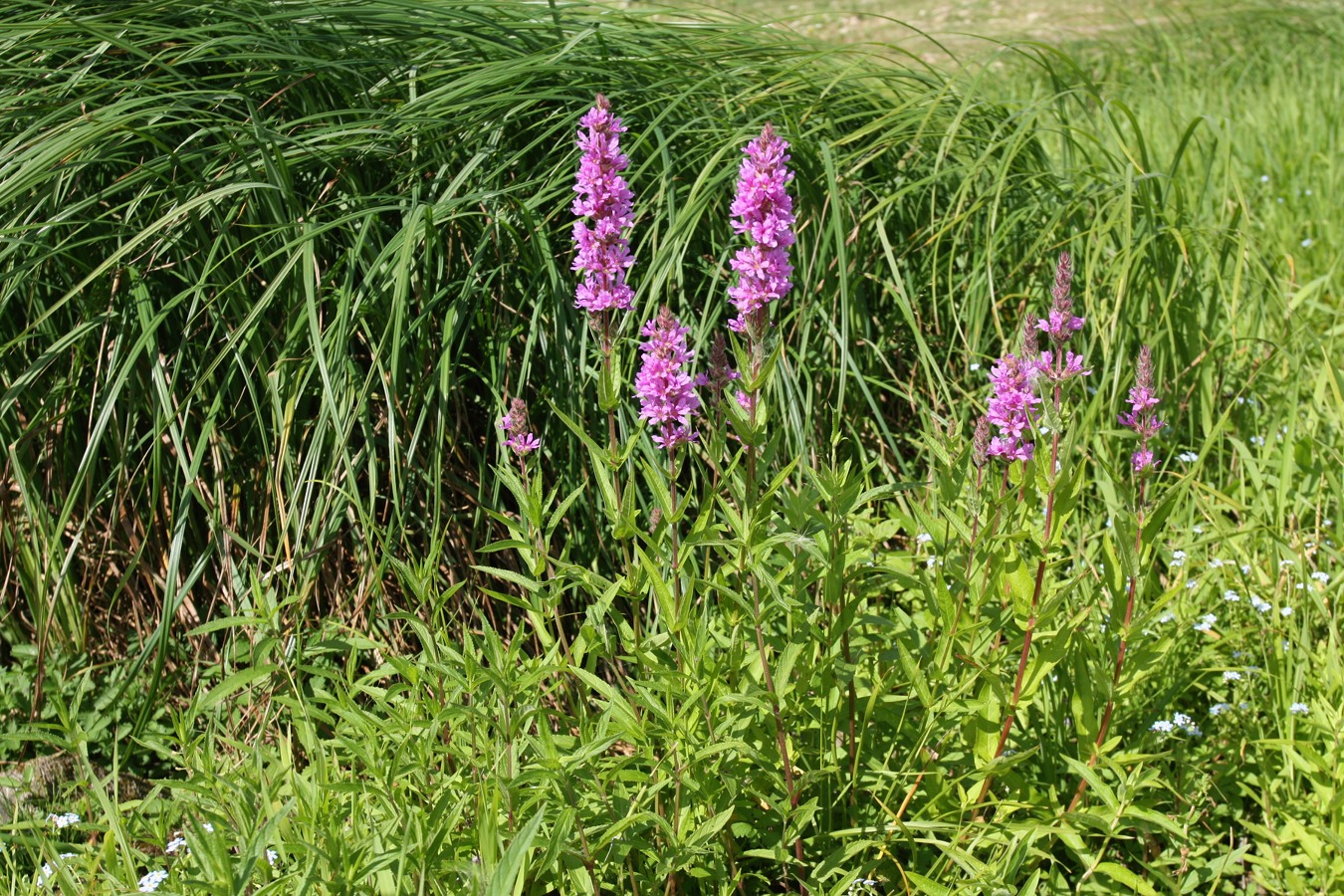 Image of Lythrum salicaria specimen.